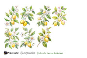 Watercolor Lemons Clipart & Pattern, an Object Graphic by crafty (Thumbnail 3 of 15)