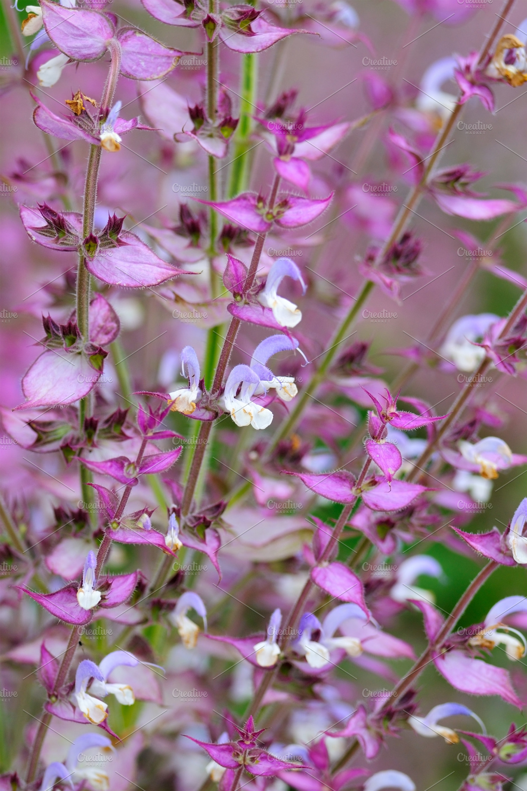 Clary Sage Flowers