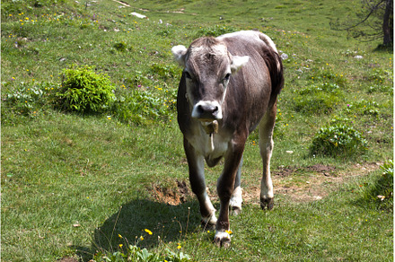 Cows in the beautiful Alps