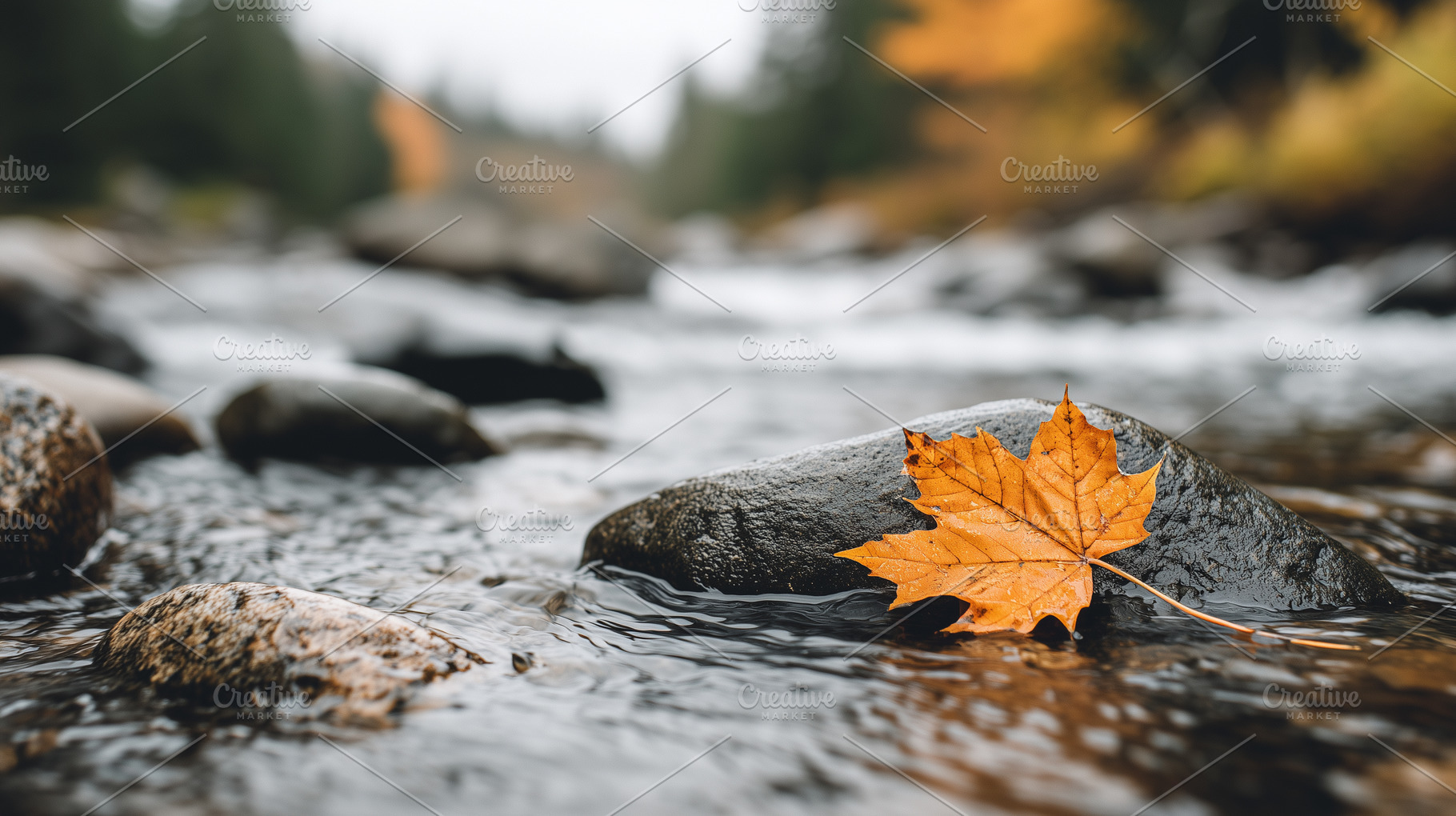 Autumn maple leaf resting on a wet, a Nature Photo by MistyDay