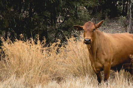 Australian Cow