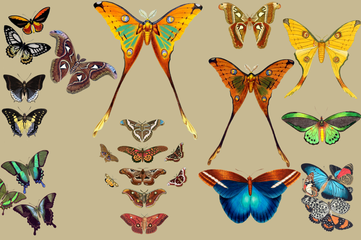 12 Vintage Butterflies, a Graphic by HaithamSimas