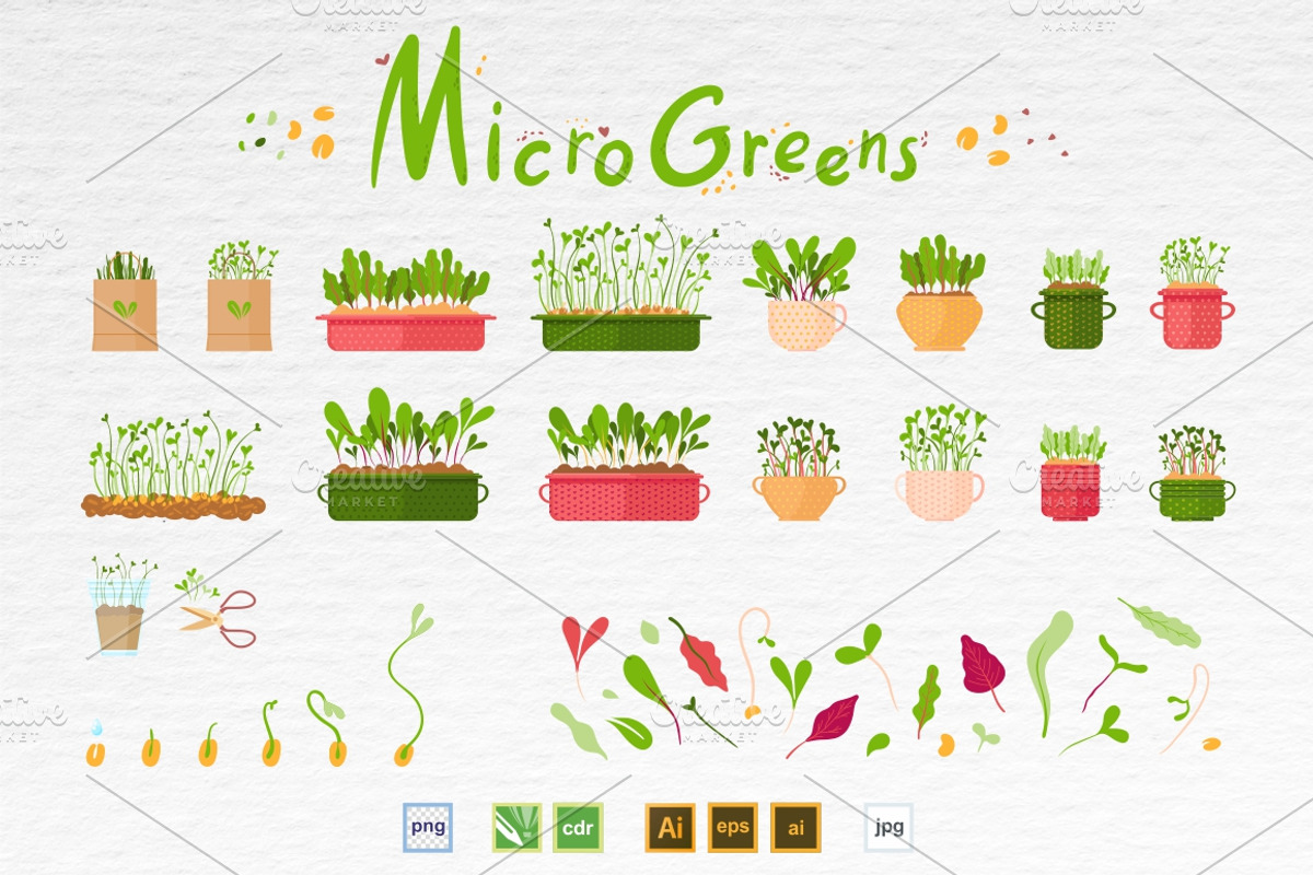 Microgreens Vector Set 1, a Food Illustration by ElenaKovalyova (Photo 17 of 21)
