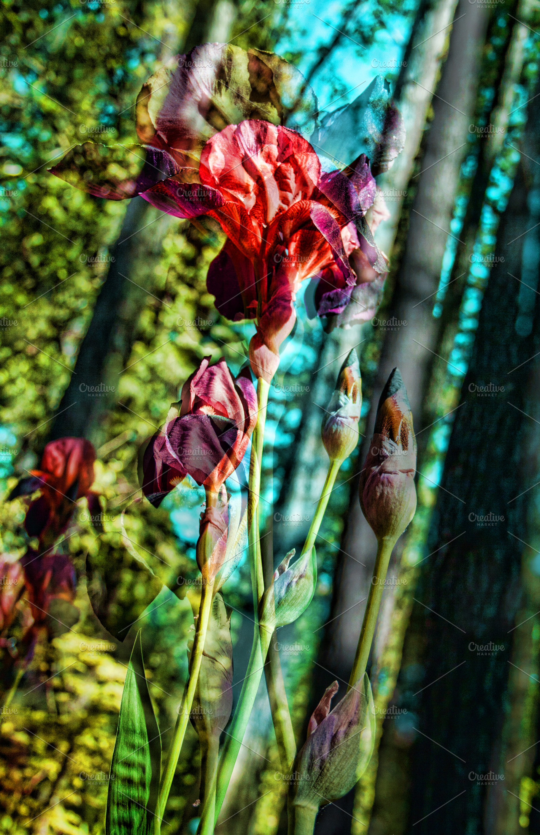 Age of Aquarius, a Nature Photo by HAUTEGRAPHIQUE