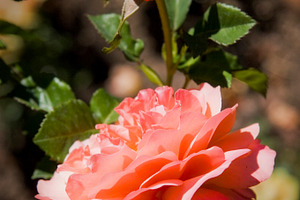 Pink Rose 2 (Photo)