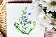 Chicory Plant Watercolor Collection, an Illustration by SashaKondr (Thumbnail 4 of 12)