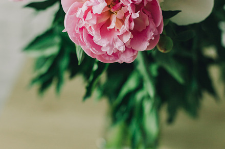 Beautiful peony flowers