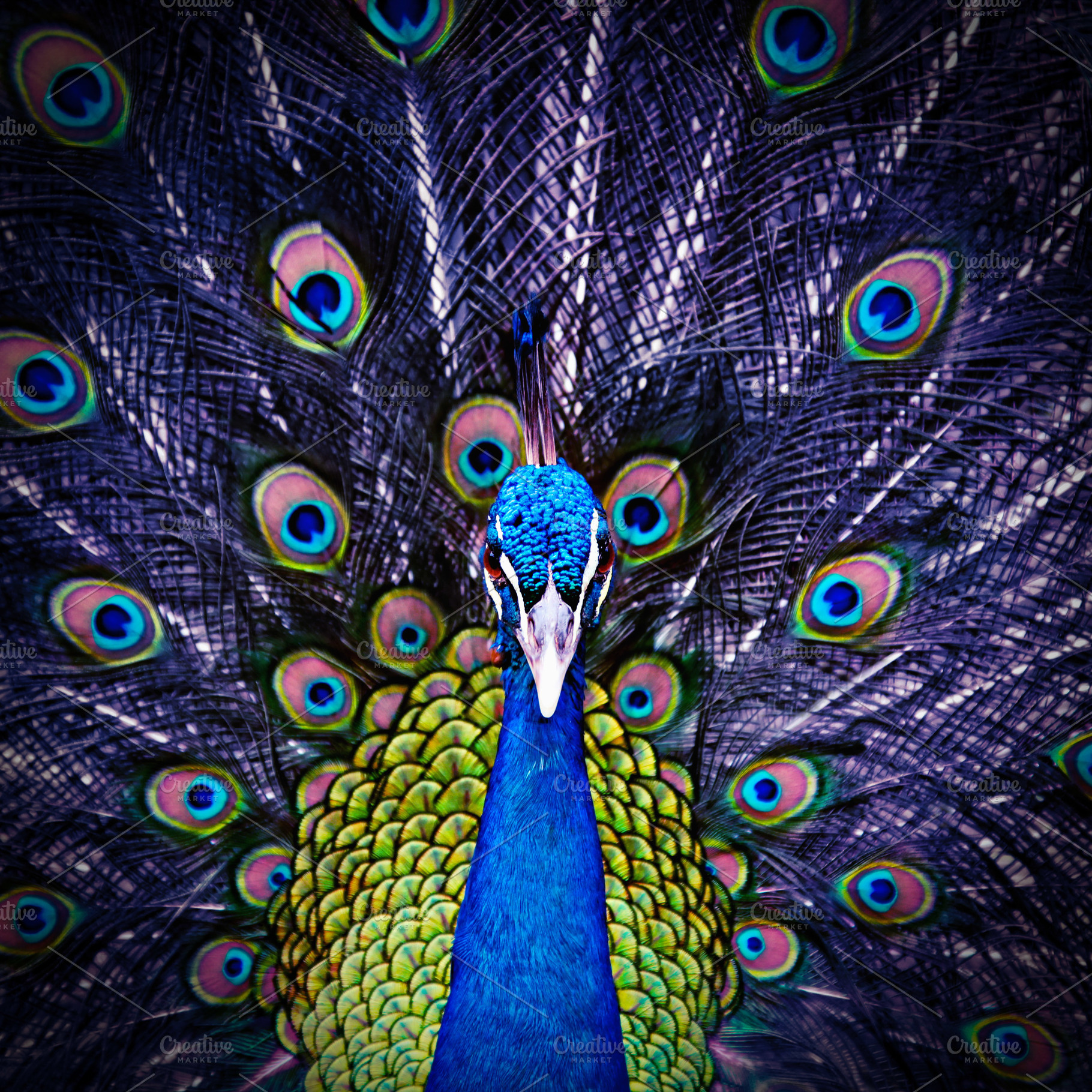 Peacock, a Photo by saiko3p