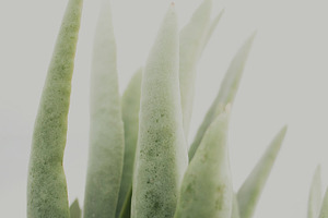 Succulent stock photo containing bright and light, a Nature Photo by René Jordaan Photography