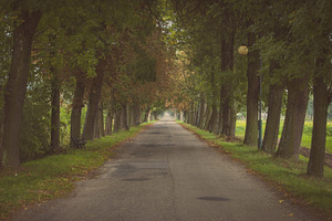 Old road featuring road, trees, and sport