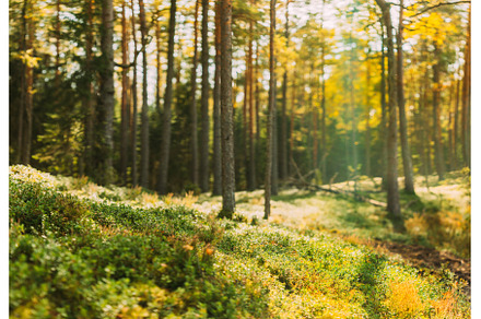 Nature Green Natural Blurred, an Abstract Photo by Our Amazing World