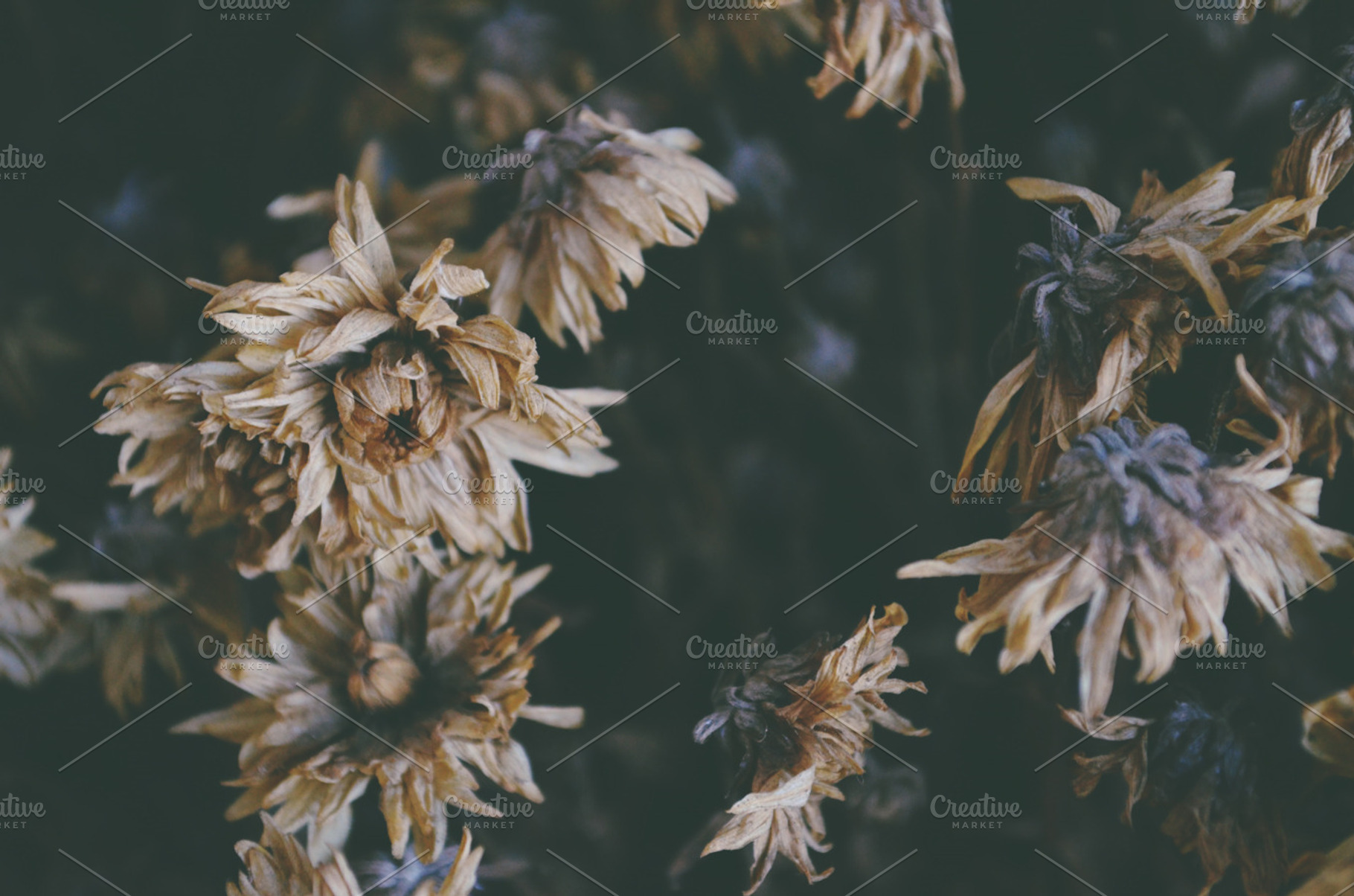 Dried flowers containing flowers bouquet, flowers, and dried flowers, a Nature Photo by MeHi
