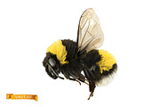 Bee, hornet and wasp. Honey drops, an Icon by Allevinatis Studio (Thumbnail 5 of 6)