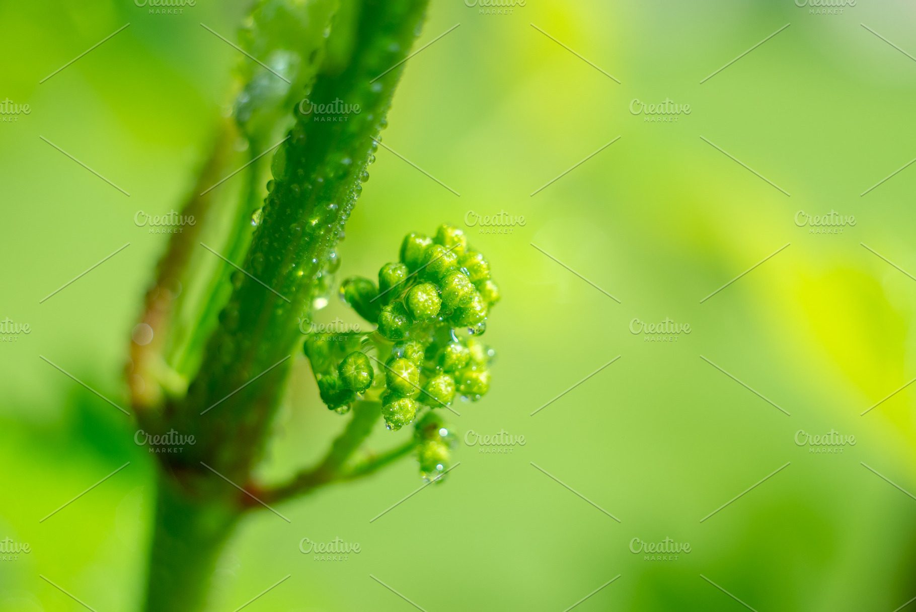 Vine grapes with water drops, a Nature Photo by Mark Borbely