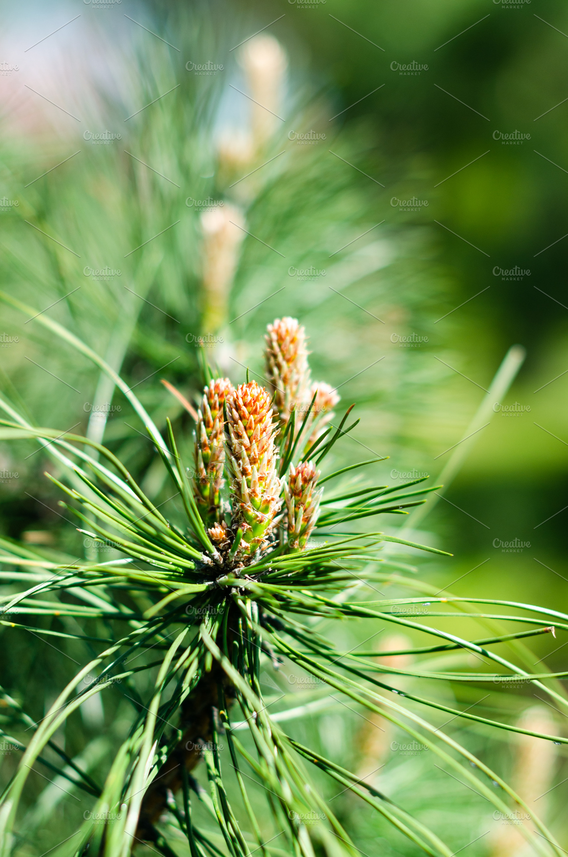 Young Pine Shoots Growing on Green Branch in Spring, a Nature Photo by vimart