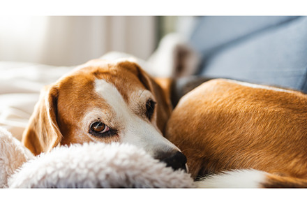 A adult beagle dog napping in sunny, an Animal Photo by MadPhotos