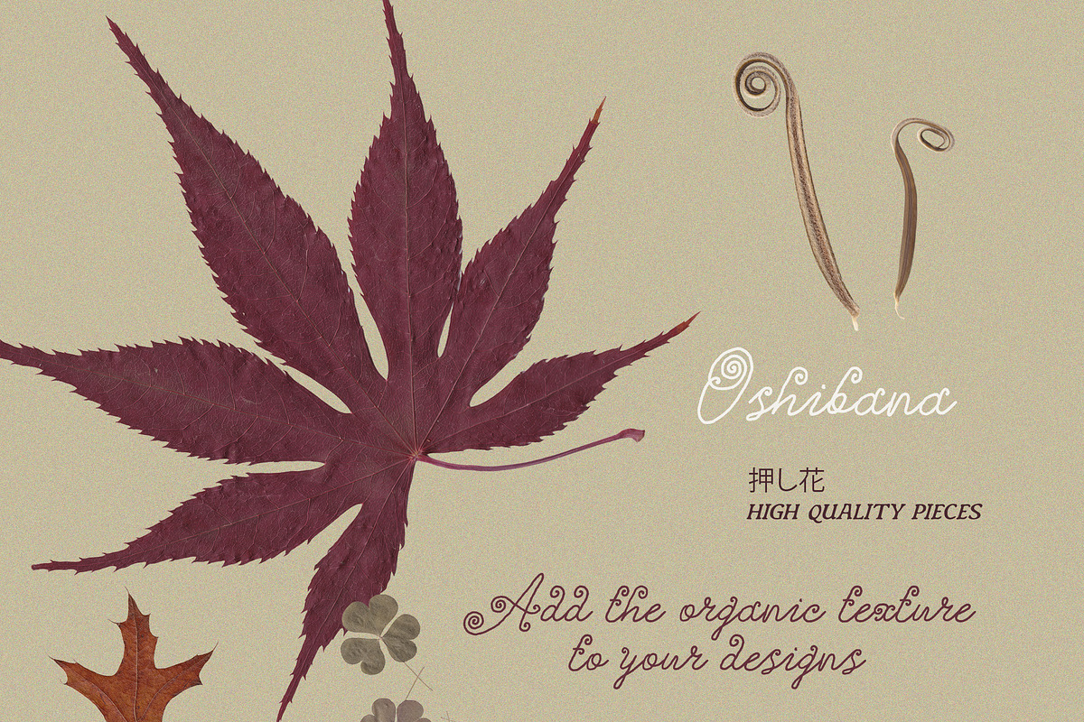 Oshibana Dried & Pressed Fall Leaves, an Object Graphic by Lana Elanor (Photo 8 of 17)