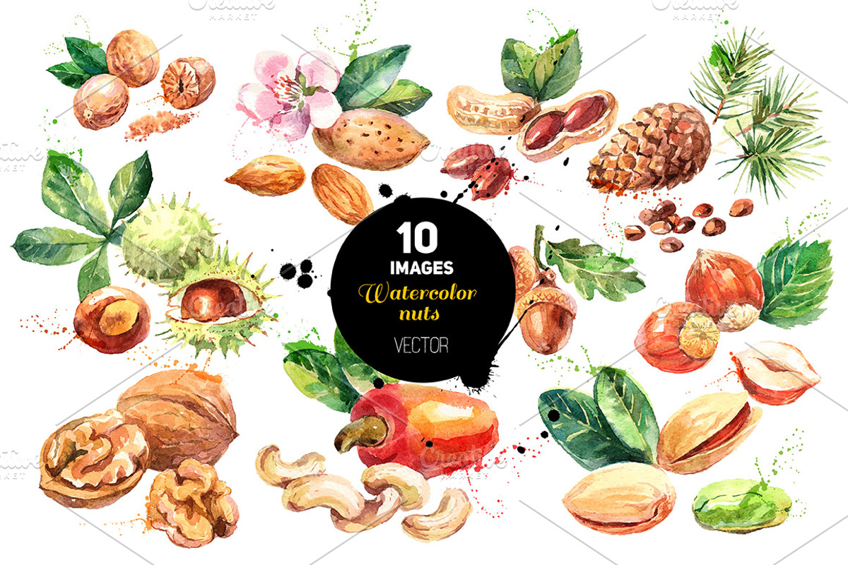 Watercolor Nuts Vector Set, a Food Illustration by Elena Pimonova (Photo 1 of 4)