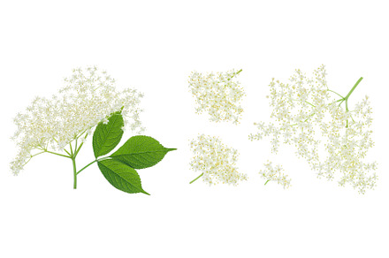 Elderberry flower or Sambucus nigra, a Nature Photo by NataPhoto