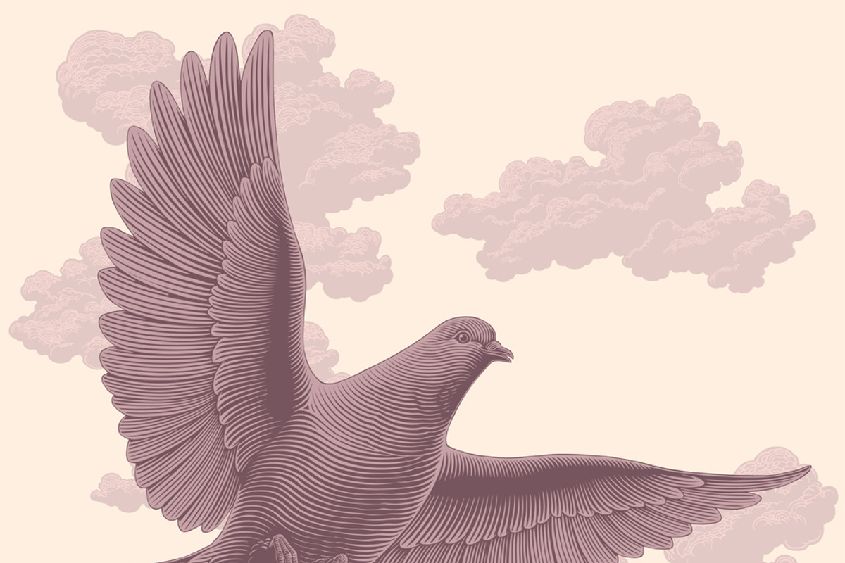Design set Pigeons.Vector engraving, an Animal Illustration by Vector Engraving (Photo 3 of 4)