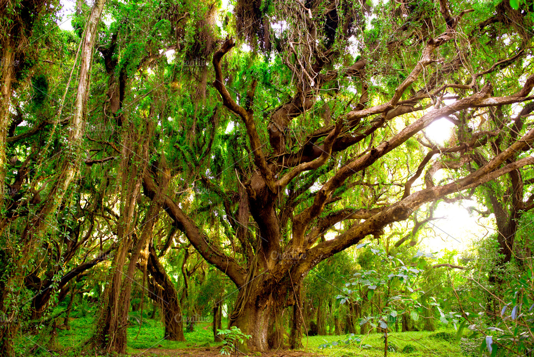 Jungle containing tree, trees, and jungle, a Nature Photo by RodrigoM Photographs