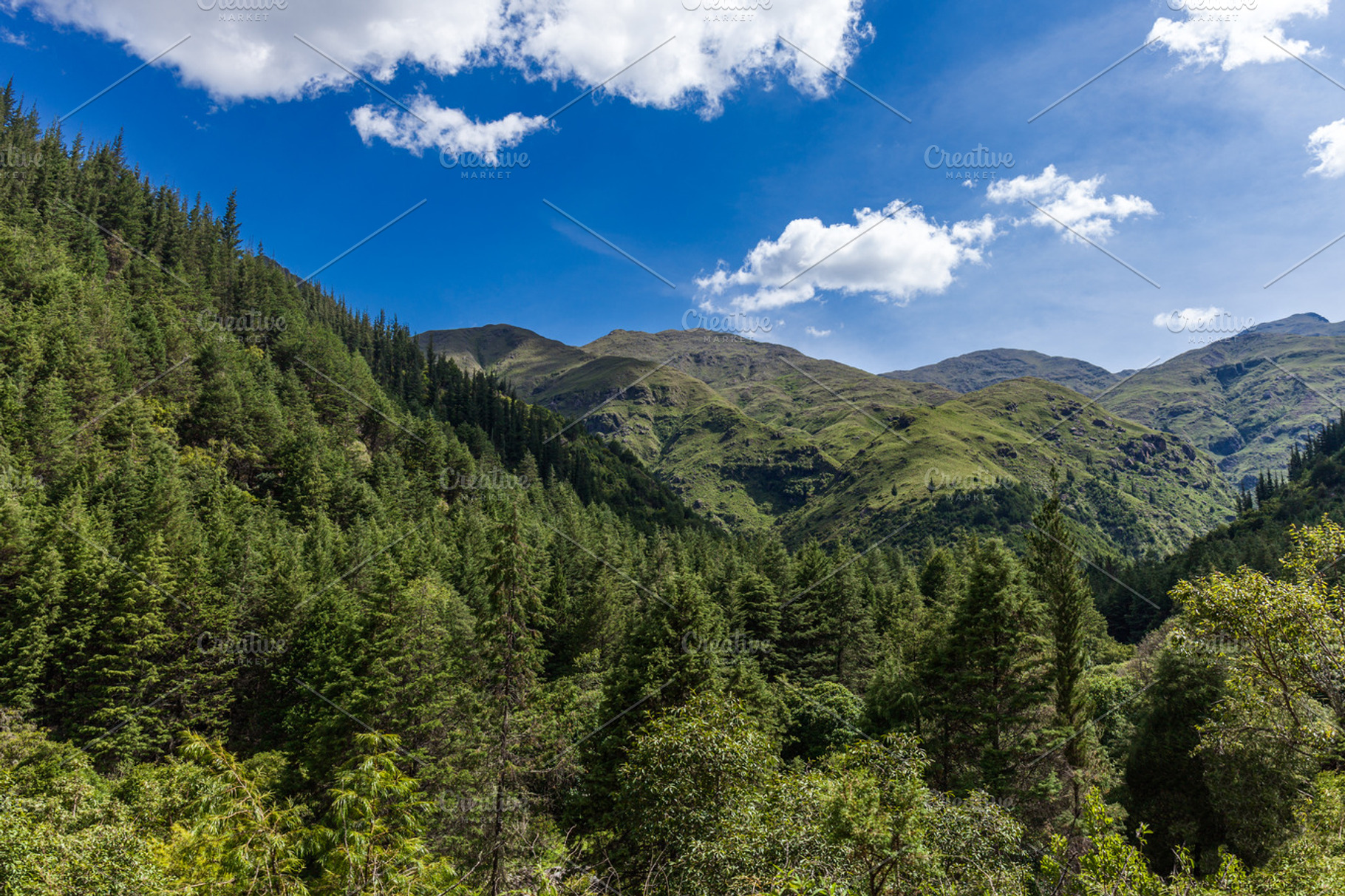 Mountain Forest Of Bolivia