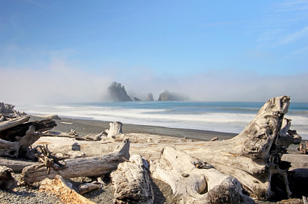 Beatiful driftwood with sea stacks, a Nature Photo by reisegraf.ch