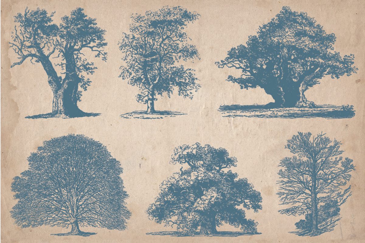 Vintage Illustrations - Trees, an Object Illustration by Mr Vintage (Photo 5 of 5)
