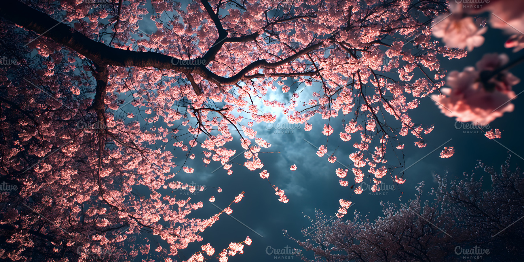 Cherry blossoms at night under moonl, a Nature Photo by Photostock