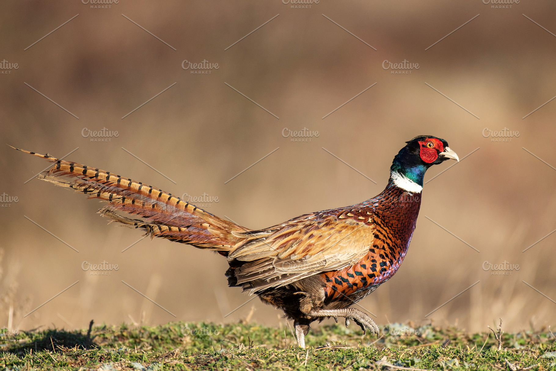 Ringnecked pheasant male containing pheasant, bird, and phasianus, an Animal Photo by MriyaWildlife