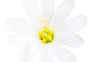Wild white flowers panorama, a Nature Photo by Vapi