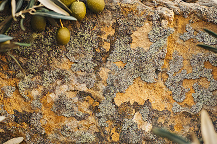 Natural Textured Rock with Olive, a Nature Photo by Virgo Studio