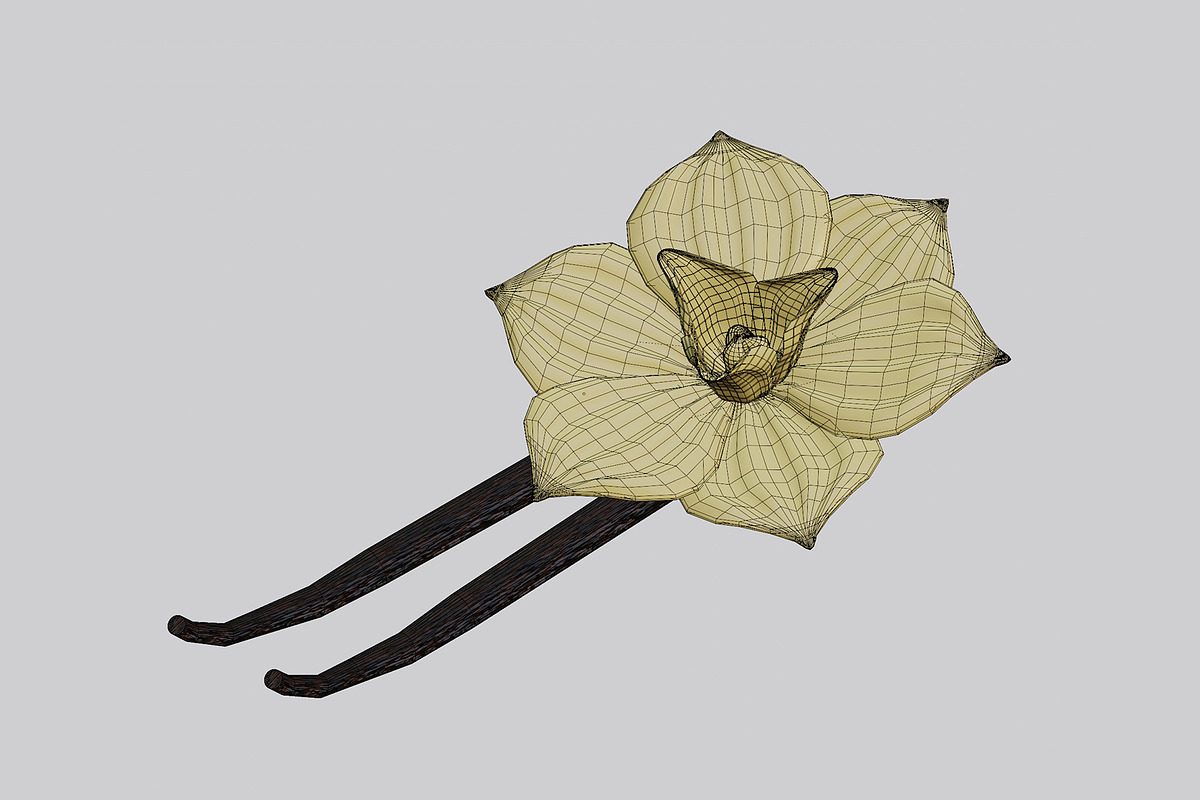 Vanilla flower, an Object 3D Model by fahad121 (Photo 3 of 5)