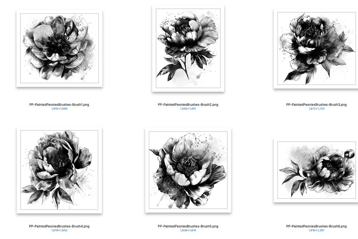 Painted Peonies Brushes for PS/PRO, a Brush Add-On by Polka Dot Pixels (Photo 3 of 3)