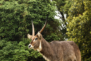 African waterbuck in profile in lush, an Animal Photo by Perpis