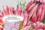 Watercolor protea flower set, an Illustration by Artmanata (Thumbnail 3 of 18)
