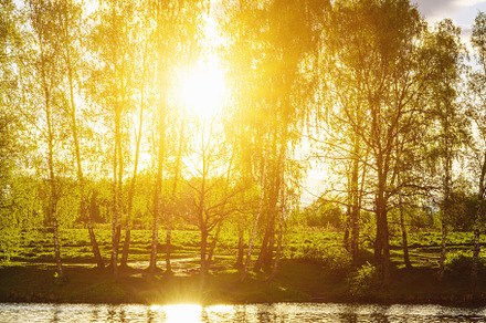 Sunrise or sunset on a pond with birch trees growing along the b, a Nature Photo by Eugene_Photo