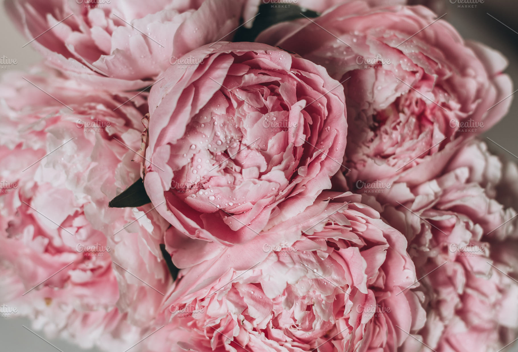 Pink peonies blurred macro texture, a Beauty & Fashion Photo by Anntuan