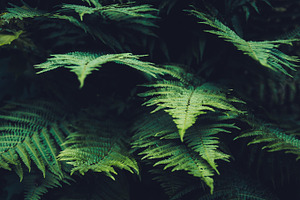 Fern containing fern, summer street and bike, and good picture for valentines