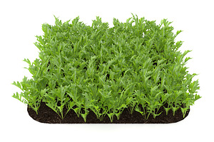 Arugula Garden Bed