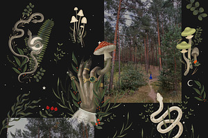 Mystical Forest. Graphic Ollection