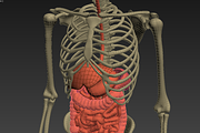 Animated internal organs, skeleton, a Characters & Person 3D Model by konstantin.ermolaev (Thumbnail 23 of 29)