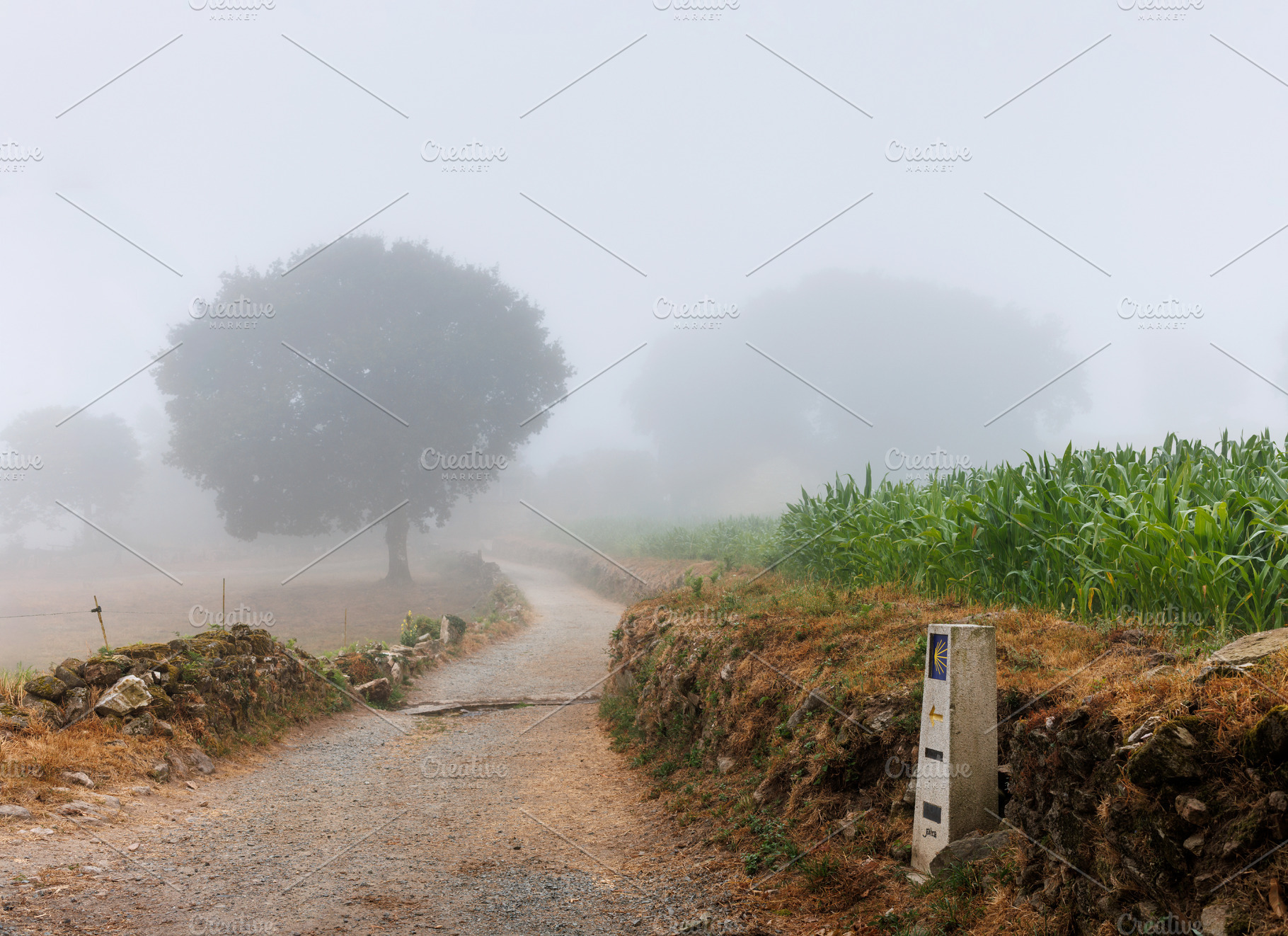 Misty Morning on Camino Primitivo Trail, Lugo, Spain, a Nature Photo by Bepslabor