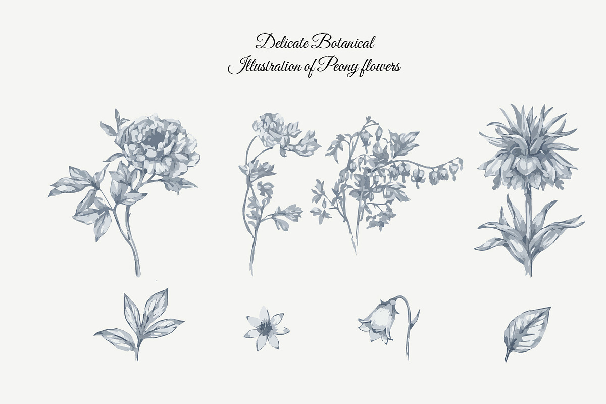 23 Collection - Peony Flowers, an Illustration by By_Pedram (Photo 1 of 6)