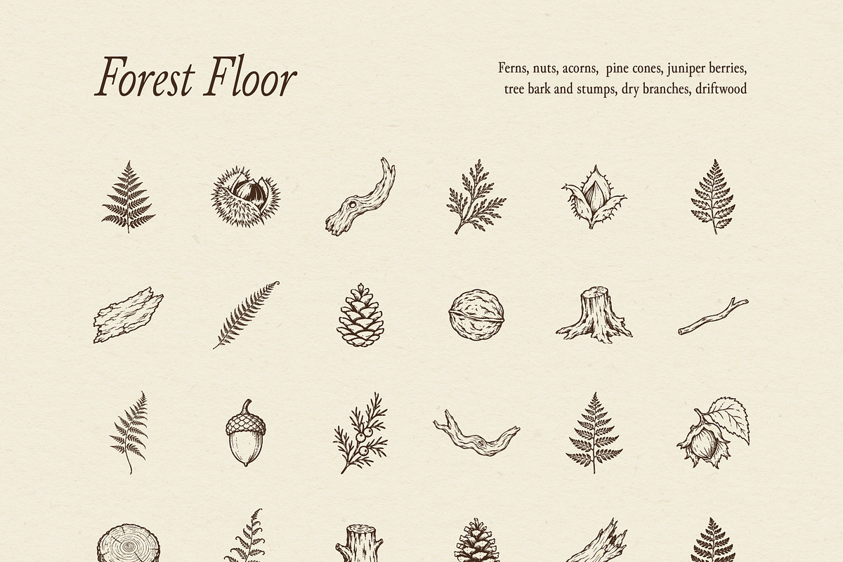 FOREST TREASURES illustrations, a Seasonal Illustration by Crocus Paperi (Photo 6 of 8)
