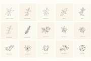 Botanical Hand Drawn Designs, Logos, a Seasonal Illustration by Designwork (Thumbnail 15 of 22)
