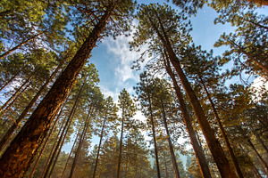 Pine Forest Sky