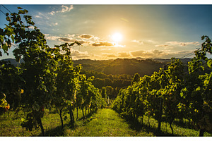 Vineyards landscape famous, a Nature Photo by MadPhotos