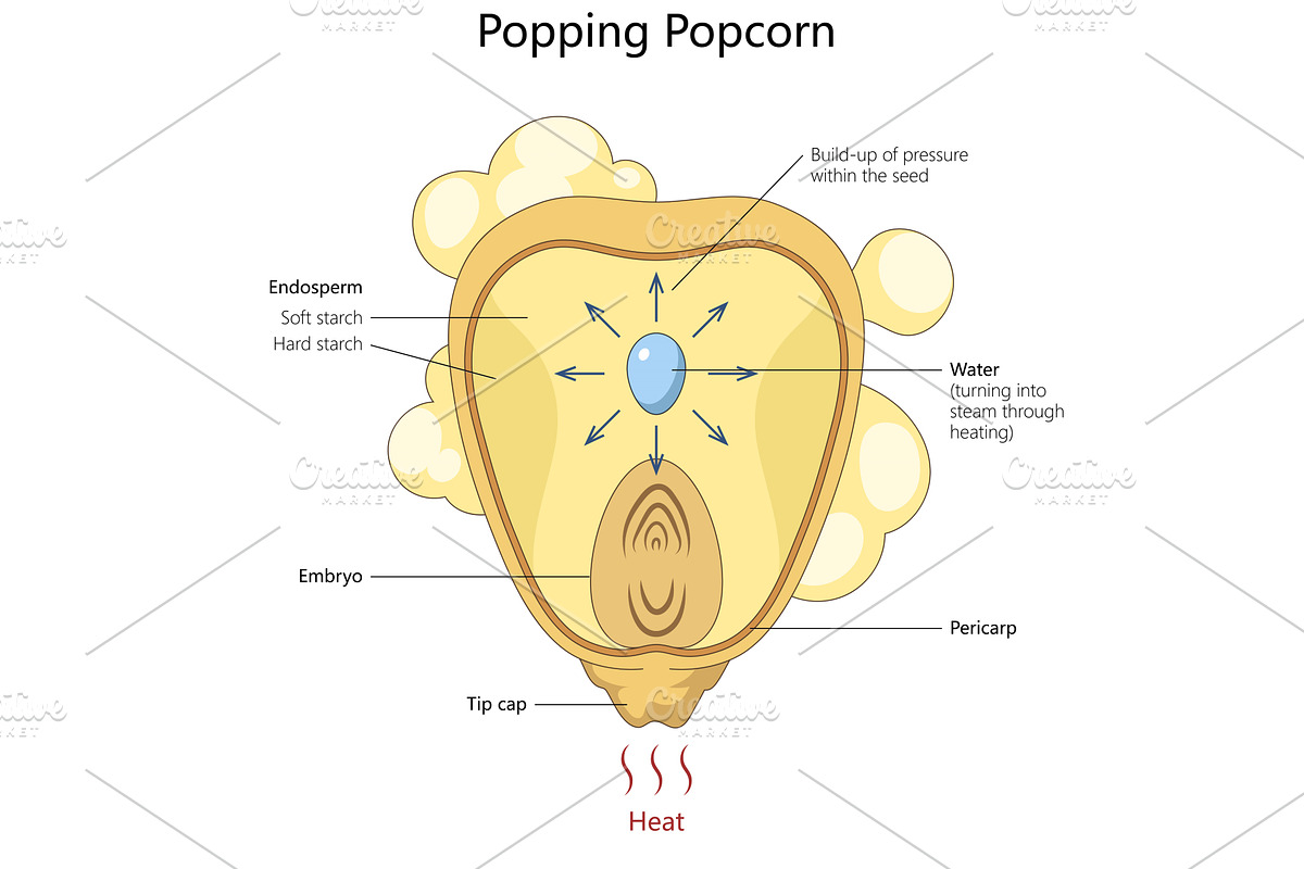 Popping popcorn kernel science, an Illustration by AlexArt
