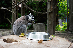 Ring-tailed lemur eating leaf in a wooden habitat with food bowl nearby, a Photo by AS photostudio